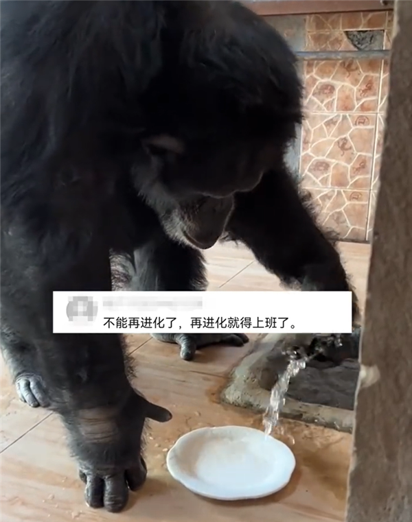 真不是人扮的?黑猩猩吃完饭主动到水池里洗盘子游客看呆