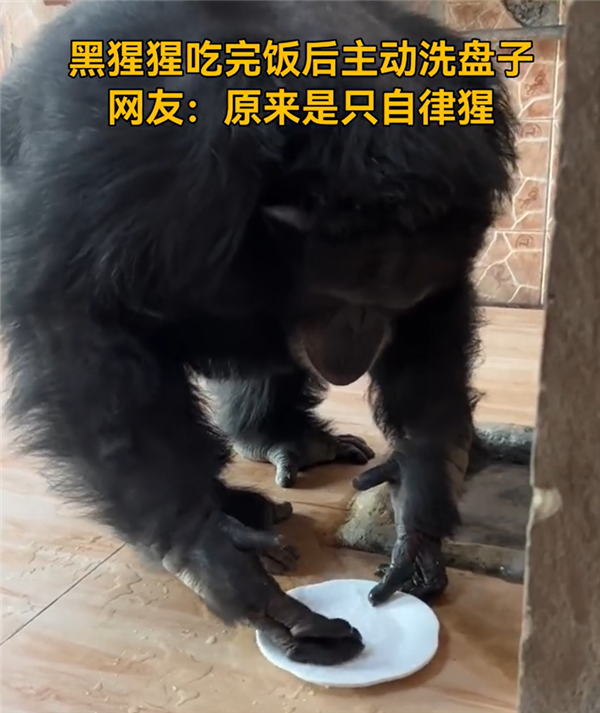 真不是人扮的?黑猩猩吃完饭主动到水池里洗盘子游客看呆