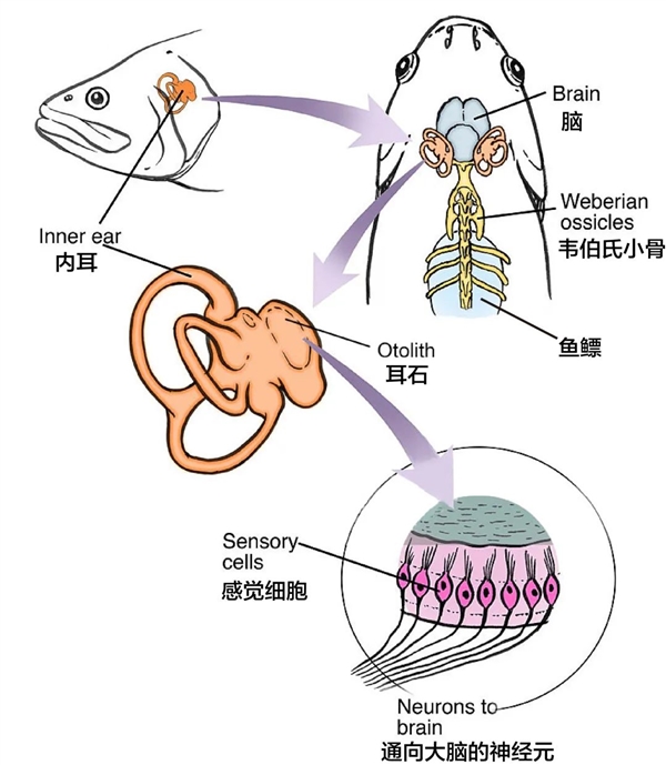 耳朵上的这种小洞：竟藏着人类起源的秘密！