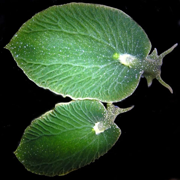 叶羊太萌了！吃进叶绿体 变身“混动”生物