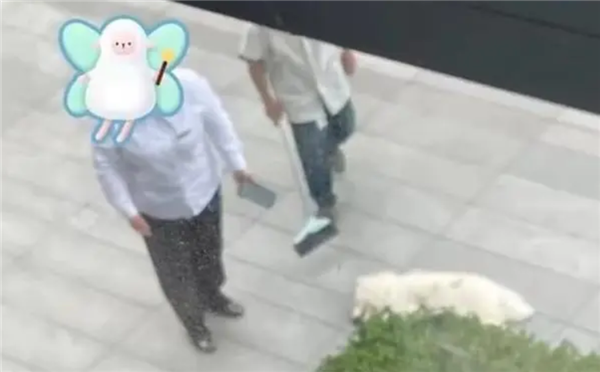 情侣吵架从8楼将萨摩耶扔下 后续来了:男主高空抛物被抓