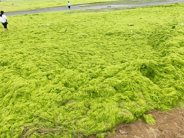 辽宁一海域海水变黑 当地回应：藻类爆发 暂时没办法