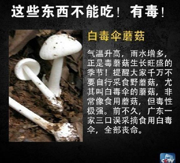 网友在山姆买到剧毒蓝环章鱼 央视科普：这几样常见食物也不能吃