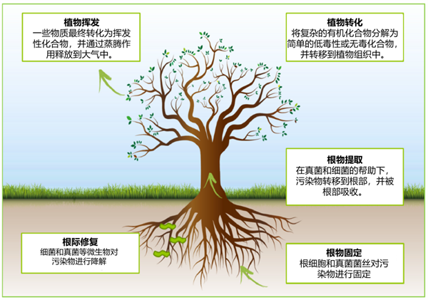 太平洋一座小岛有种神奇的树：割开树皮流出镍含量25%的汁液