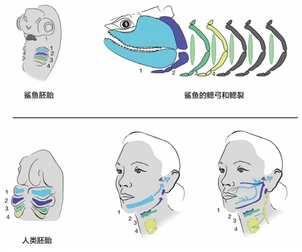 耳朵上的这种小洞：竟藏着人类起源的秘密！