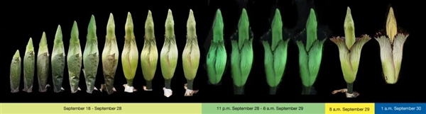 现实的“尸香魔芋”：看起来像鲜肉 但浓烈的动物腐烂气味