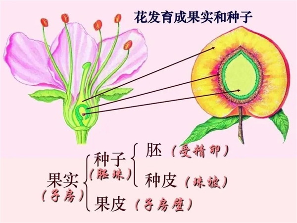 科学家也没招：无籽石榴可能永远造不出来