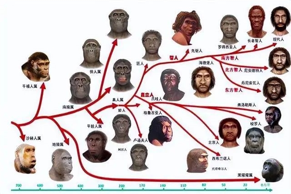 人类为什么能够在进化中胜出：是必然还是偶然？