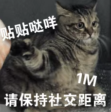 猫主子的运动方程 首次被物理学家破解！