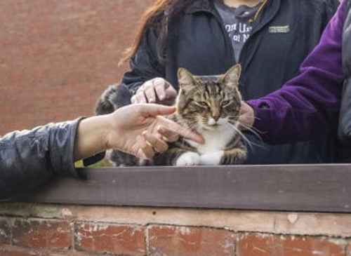 快别睡了！美国小猫念了4年大学后：获得了博士学位