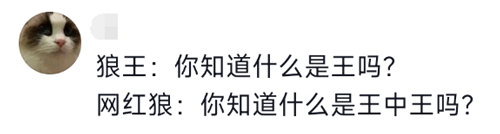 可可西里网红野狼被投喂成了胖狗！但我劝你别再喂了