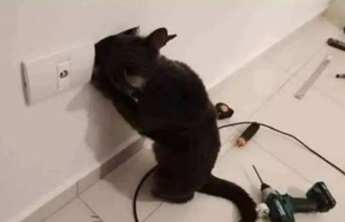 猫师傅、你是干什么工作的?