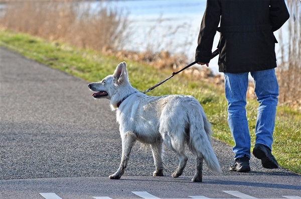 年薪91万！美国亿万富翁给爱犬招保姆：42天假期、随时可坐私人飞机