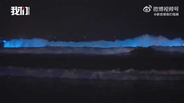 广东海陵岛海滩连日现“蓝眼泪”：3mm微生物的盛宴