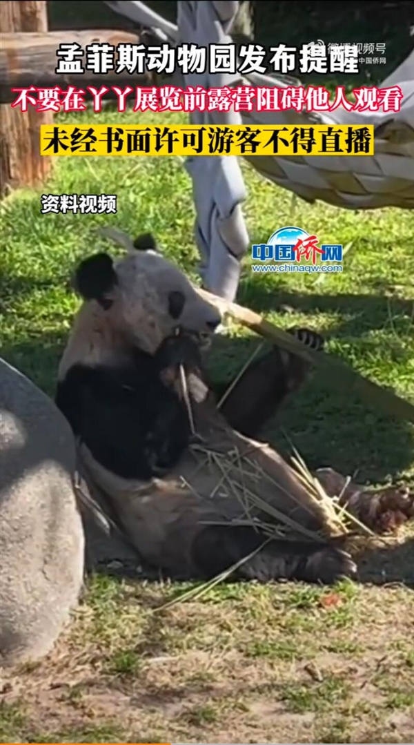 动物园称未经许可不得直播丫丫:不要在丫丫展览前露营