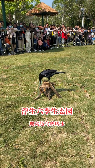 网友拍下真实版“乌鸦喝水” 原来是表演节目 两只乌鸦都会