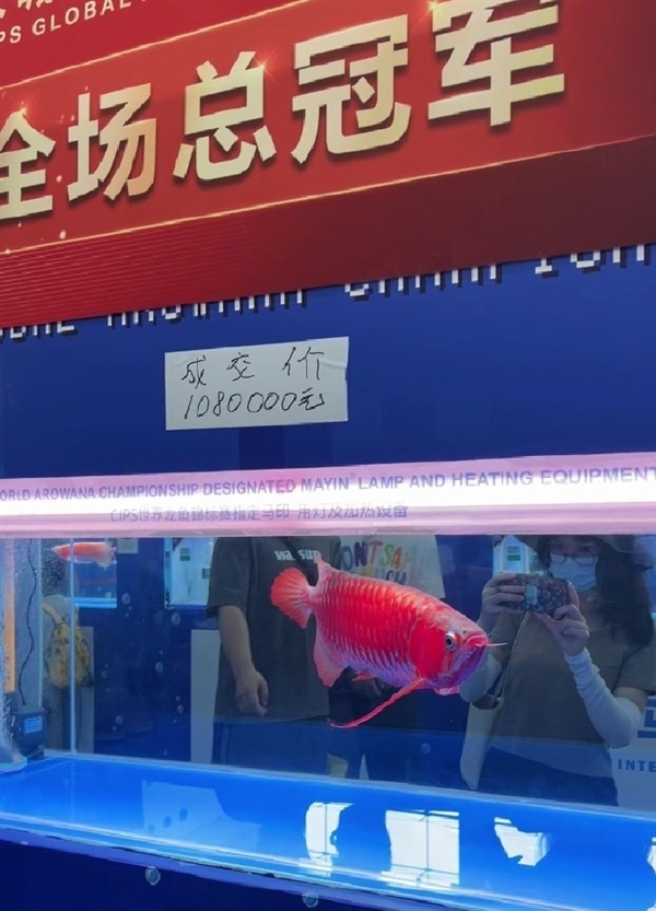 鱼生巅峰！一条龙鱼能换一套房：成交价高达108万