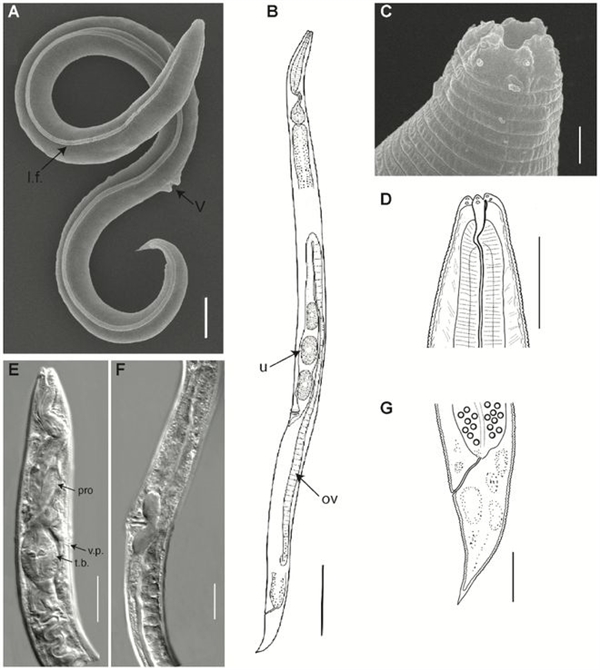 科学家“复活”了46000年前的虫子！人类冷冻永有戏了