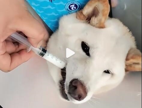 柴犬误食70粒布洛芬主人花5千救回：上个月偷吃巧克力被送医