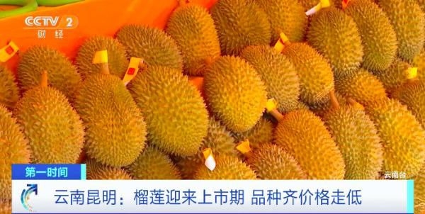 榴莲批发价1斤低至20元:海南国产榴莲也快上市了