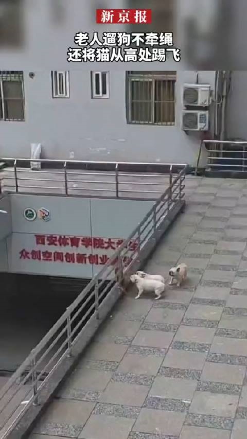 老人遛狗不牵绳还将猫踢飞 网友吵翻:这是在保护猫 你怎么看?