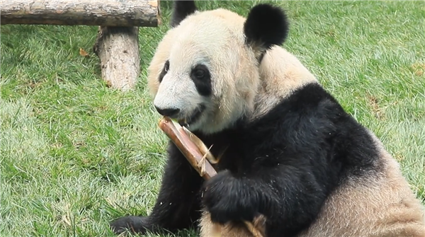 画风超治愈！大熊猫“丫丫”胖出褶子了：提篮子吃胡萝卜太可爱