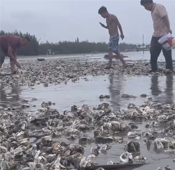 台风天 深圳一海滩出现大量海鲜：小心16级狂风