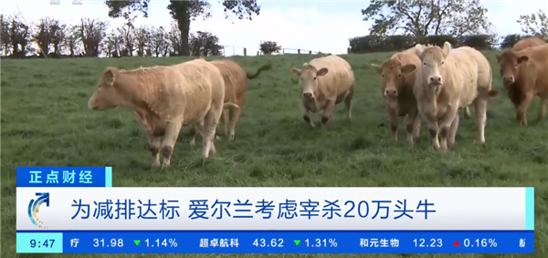 认同吗？国外为减排拟宰杀20万头牛：大家别吃肉、奶制品 保护环境