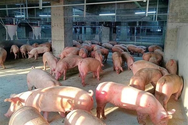 26层养猪大楼火了:用生产iPhone方式养猪 可年产120万头
