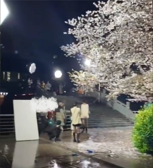 网红团队狂摇杭州百年樱花树!公司火速致歉: 愿承担一切损失