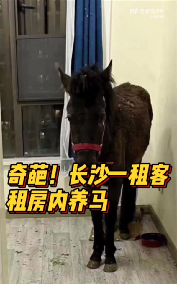 租客跟房东说养宠物结果是匹马 发现时房间堪比垃圾场
