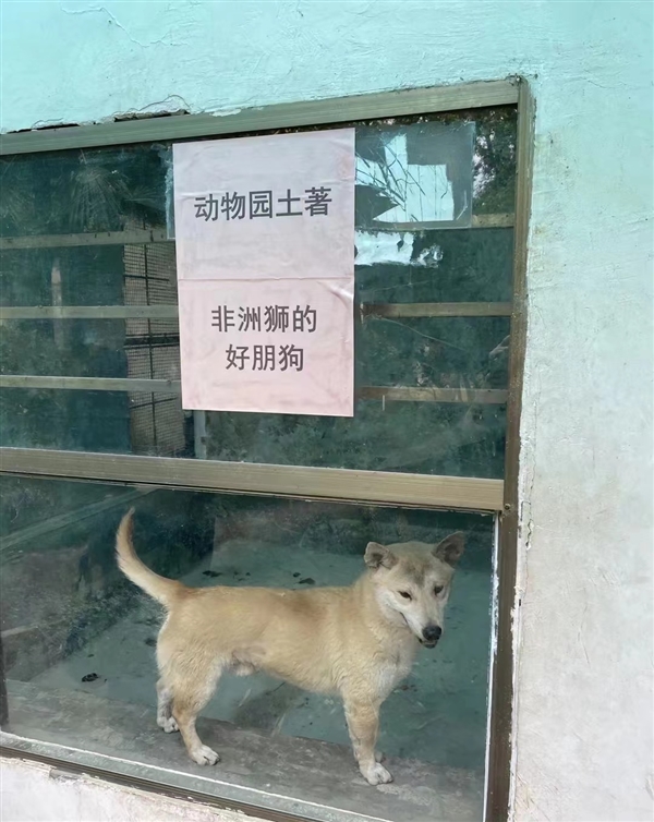 “非洲狮的好朋狗”?动物园回应圈养鸡羊狗:珍稀品种 非普通家禽