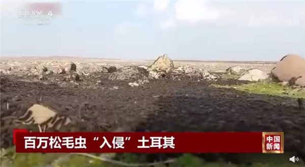 密密麻麻!地震后松毛虫大规模入侵土耳其:场面惊悚 令人不适