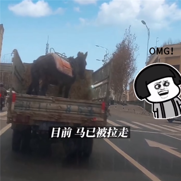 租客跟房东说养宠物结果是匹马 发现时房间堪比垃圾场