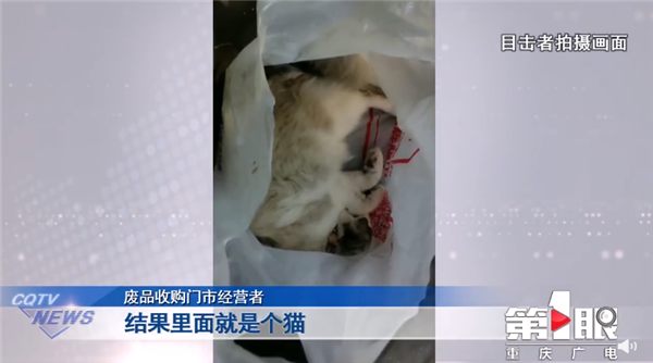 宠物猫被邻居高空扔下活活摔死 网友气愤行为可耻:为何虐猫