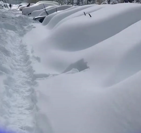 东北暴雪太夸张！黑龙江找车全靠挖、哈师大黑天鹅已被冻湖上两天