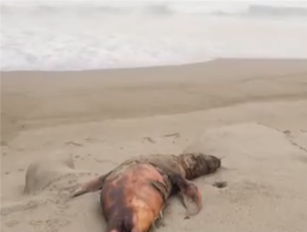 秘鲁海滩发现500多只海狮死亡 全部死于禽流感病毒