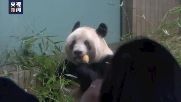 旅日大熊猫香香坐顺丰飞机到家!1个月后与公众见面