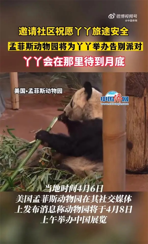 丫丫会在孟菲斯动物园待到月底:园方将举办告别派对