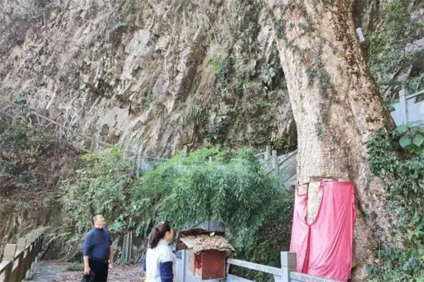 2600岁古楠木王被盗割、11人被判刑:已安排专人看护