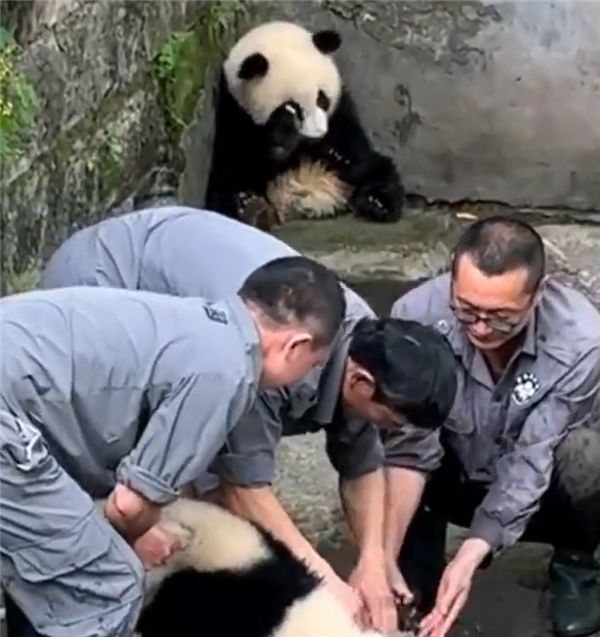 是个大工程！大熊猫洗澡两个半人摁半个负责洗：旁边一只在看戏