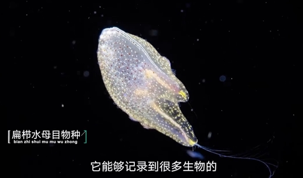 胡歌南海深潜：亲眼见证深海生物“垂直迁徙” 还捡回两块电池