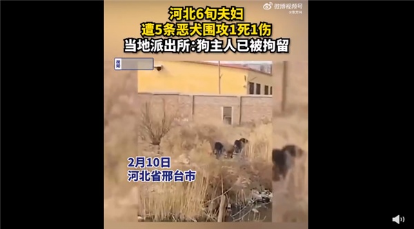六旬夫妇遭恶犬围攻1死1伤 遇到怎么自救:网友热议为何不全面禁止养狗?