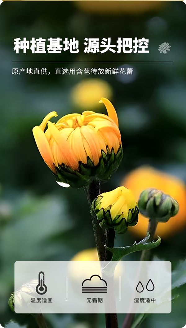 菊香四溢 沁香扑鼻！海王杭白菊花大促：7.9元一罐