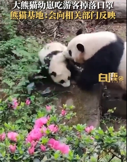 大熊猫幼崽吃游客掉落口罩:幸亏妈妈及时把娃叼走 网友呼吁文明游园