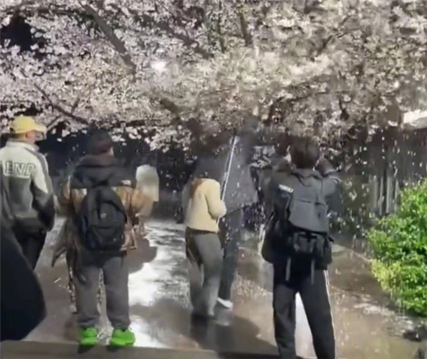 网红团队为拍段子狂摇杭州百年樱花树 网友：想赚流量想疯了