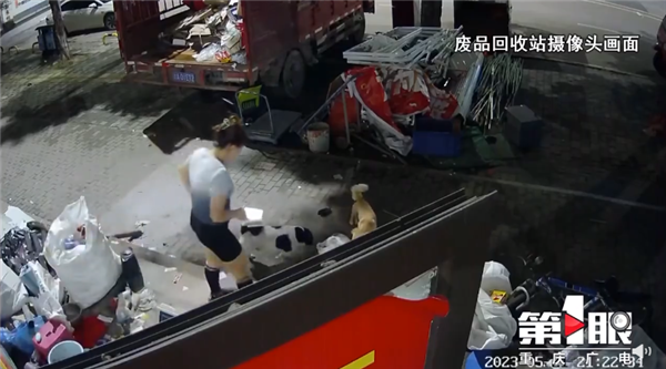 宠物猫被邻居高空扔下活活摔死 网友气愤行为可耻:为何虐猫