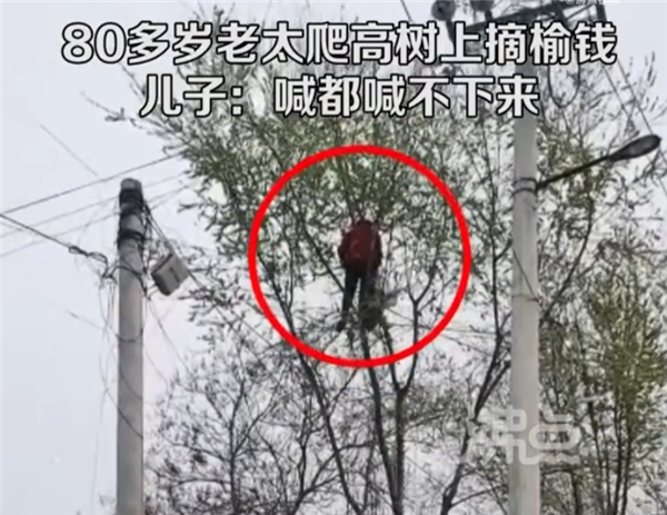 80多岁老太爬树摘榆钱 喊都喊不下来:网友惭愧自己20岁都上不去