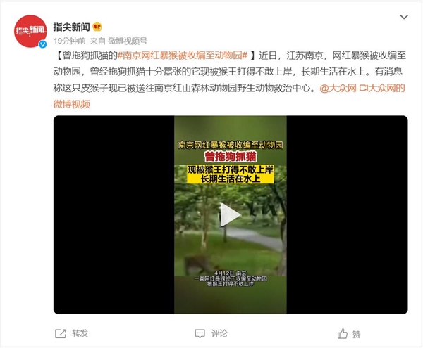 南京网红暴猴被收编至动物园：一靠近岸边就会被猴王打