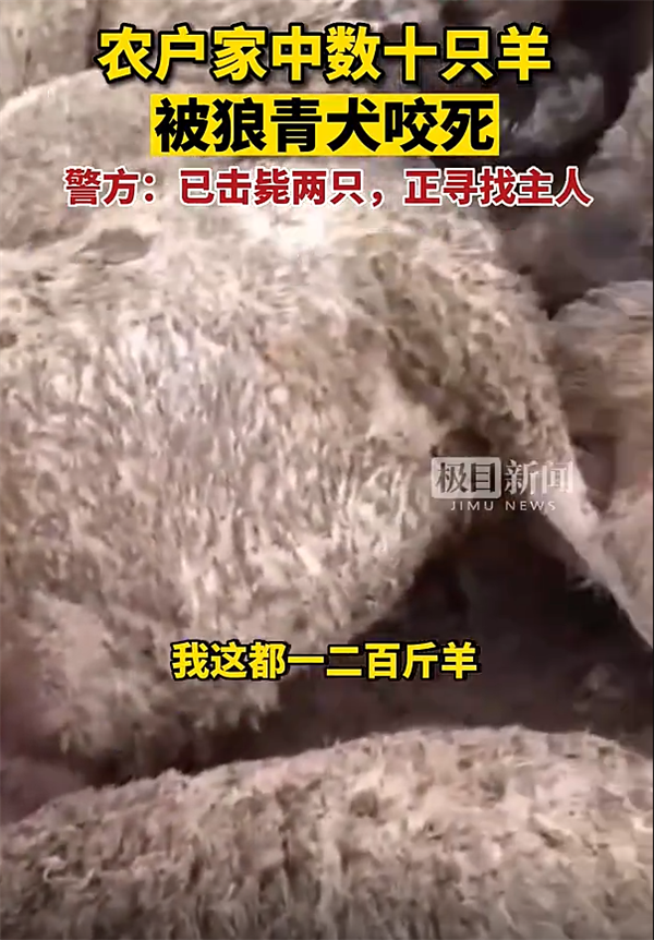 4条狼青犬咬死几十只羊！警惕：性情凶狠、攻击性非常强